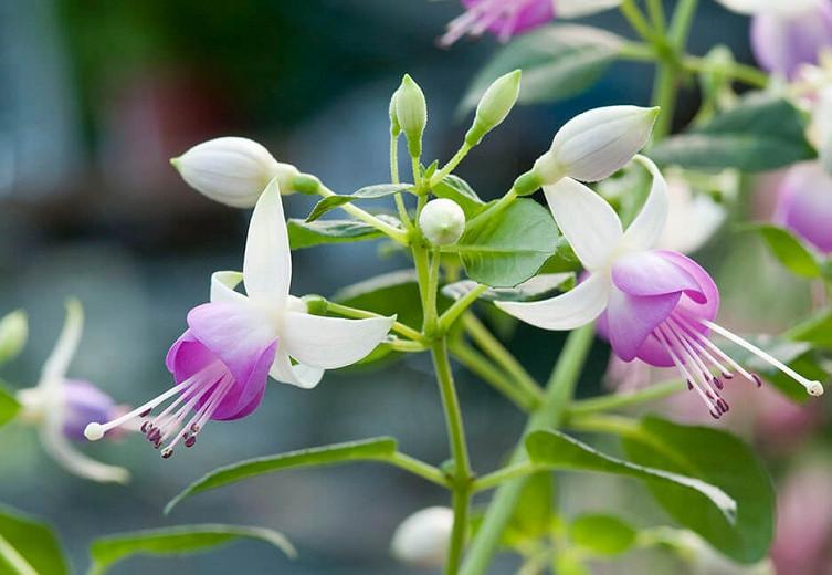 Fuchsia Estelle Marie, Hardy Fuchsia Estelle Marie, Flowering Shrub, Pink Flowers, White Flowers